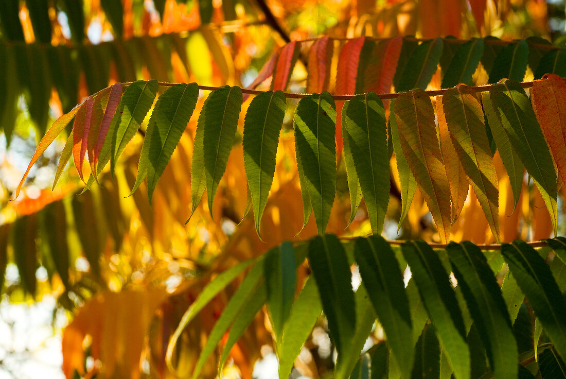 Close-up of yellow and green vinegar leaves