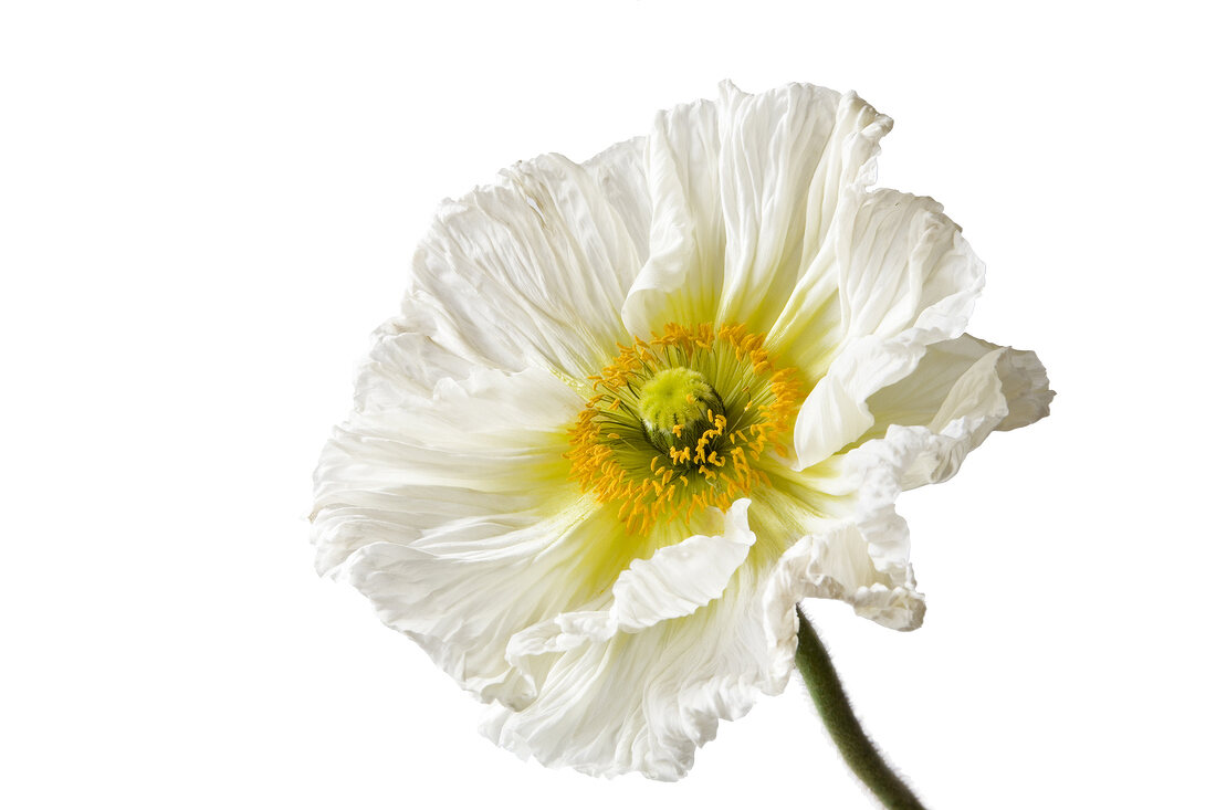 Close-up of white poppy