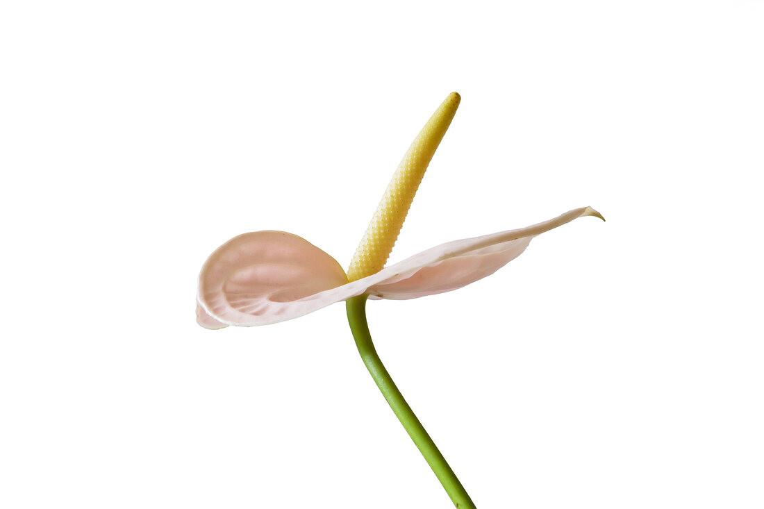 Close-up of flamingo flower on white background