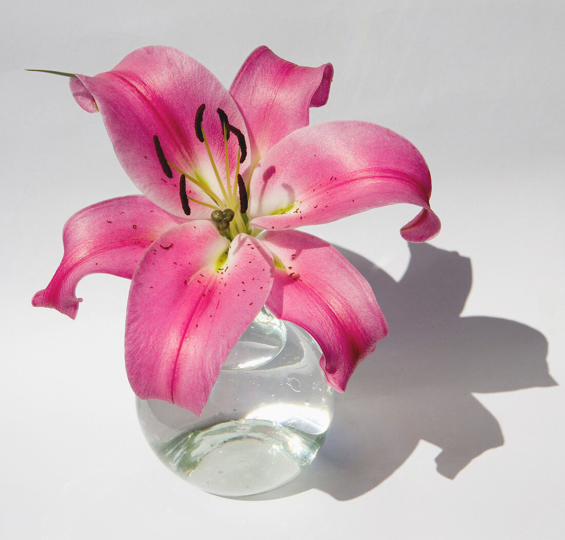 Close-up of lily in glass vase on white background
