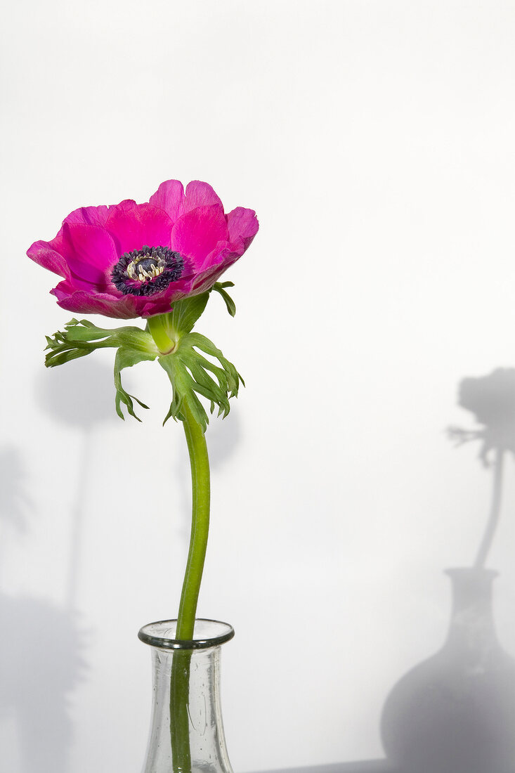 Pink anemone with stem in vase