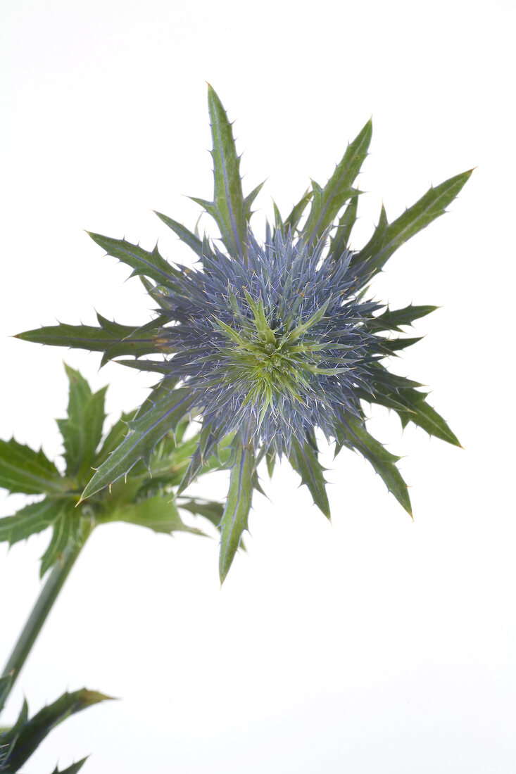 Close-up of blue thistle stem and flower