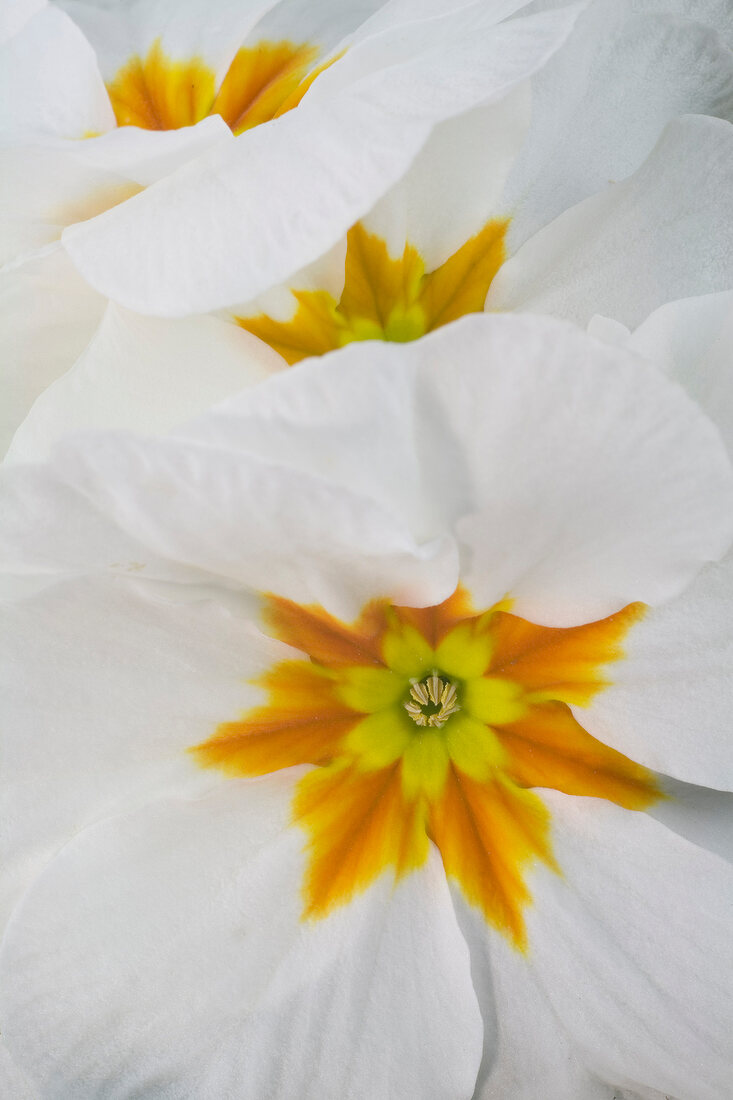 Close up of white primroses