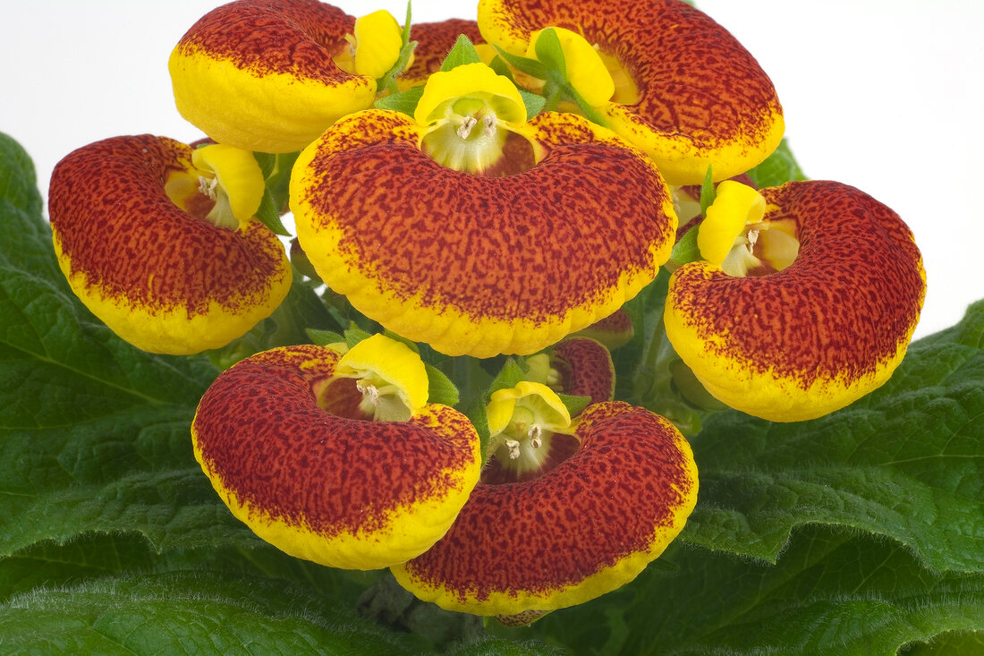 Close-up of yellow and orange slipper flowers