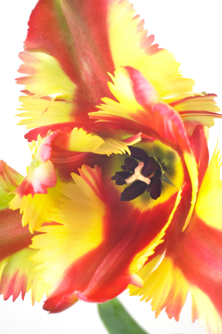 Close-up of red and yellow parrot tulip flower