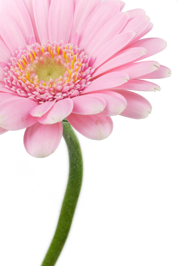 Close-up of pink gerbera on white background
