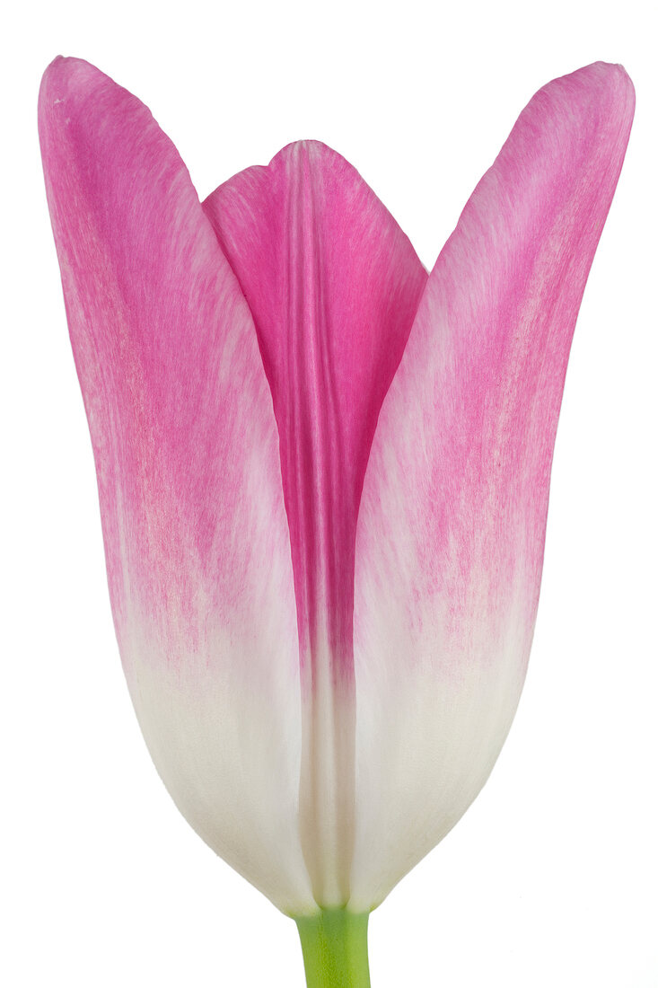 Close-up of pink French tulip on white background