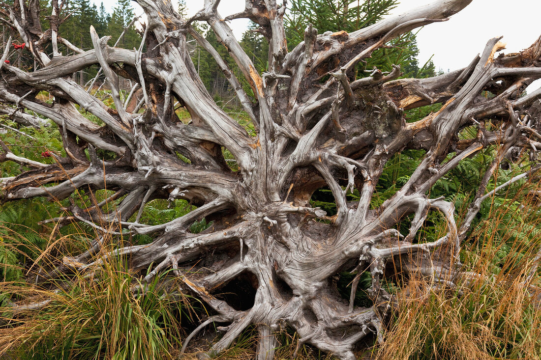 Schwarzwald: entwurzelter Baum 