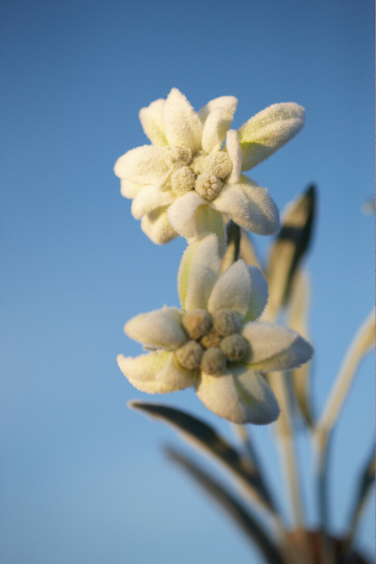 Close-up of edelweiss