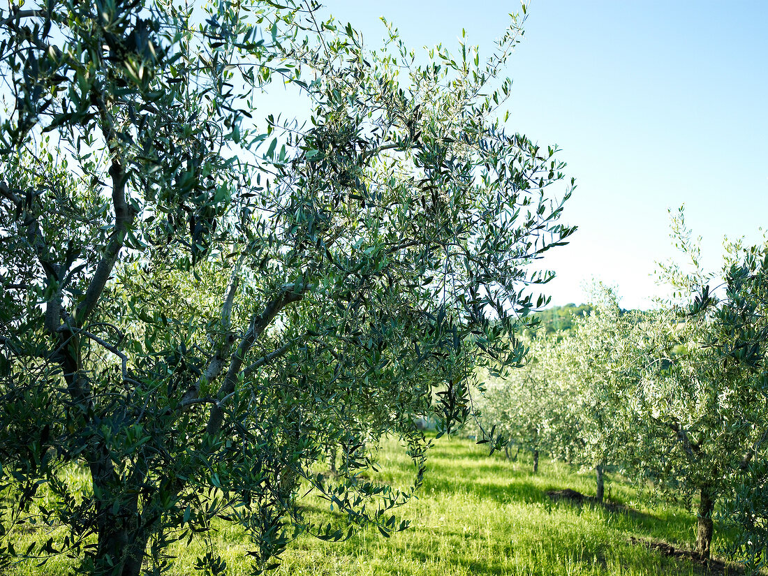 Olive groves, Marche, Tuscany, Italy