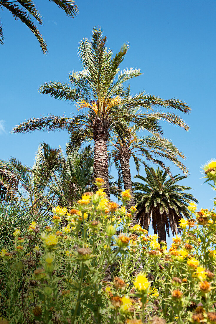 Barcelona: Botanischer Garten, Palmen, Himmel blau