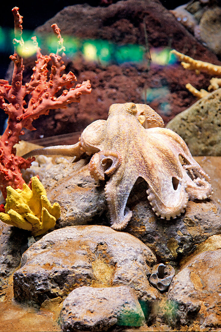 Oktopus im Aquarium 