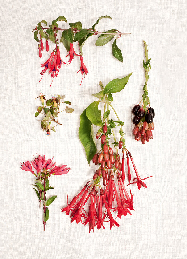 Fuchsia, Verschiedene Wildformen 