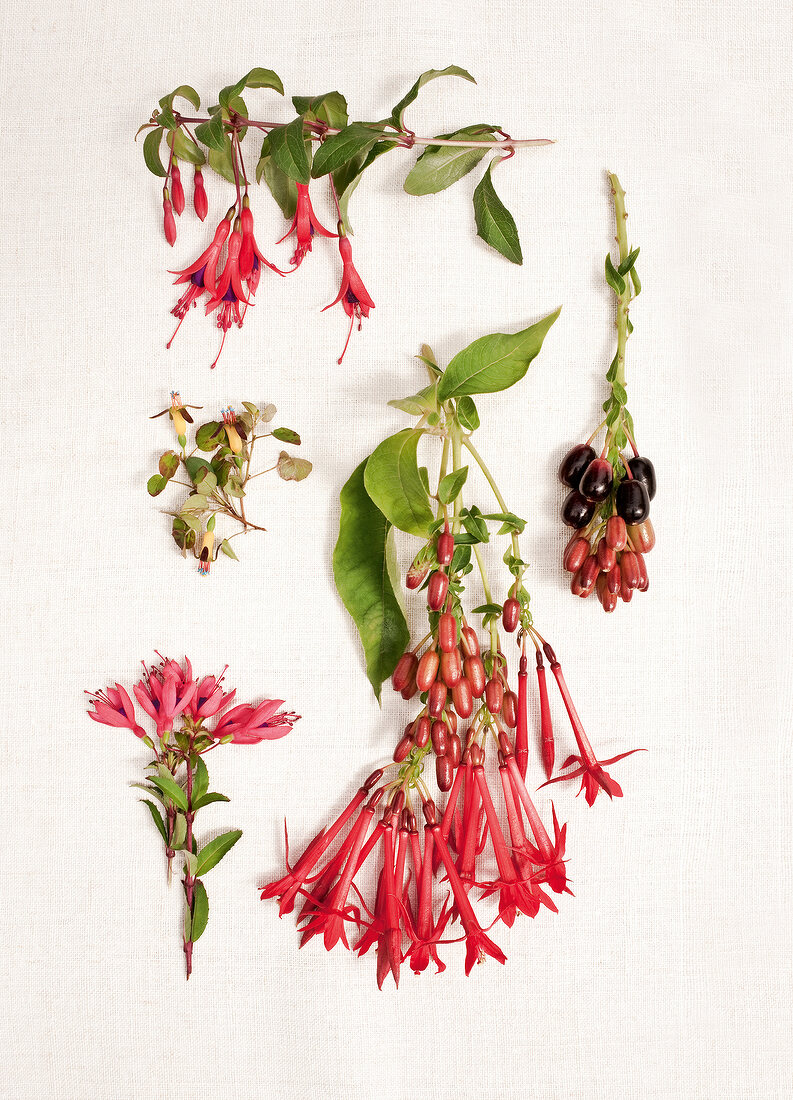 Various fuchsia scattered on white background