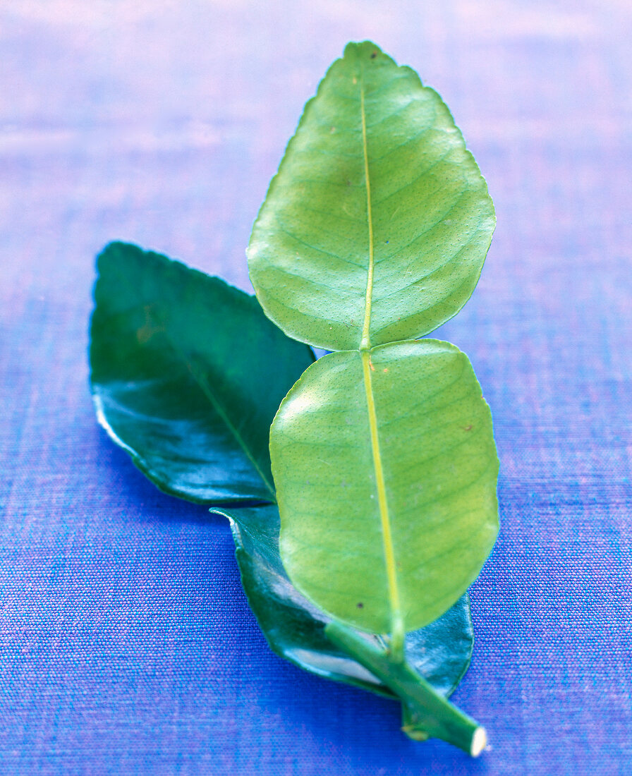 Close-up of lime leaves