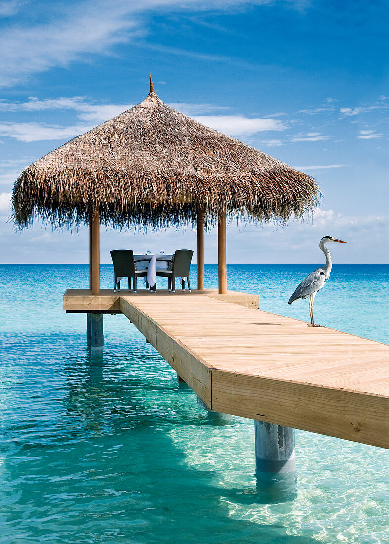Malediven, ein Reiher auf einem Steg mit Blick auf das blaue Meer
