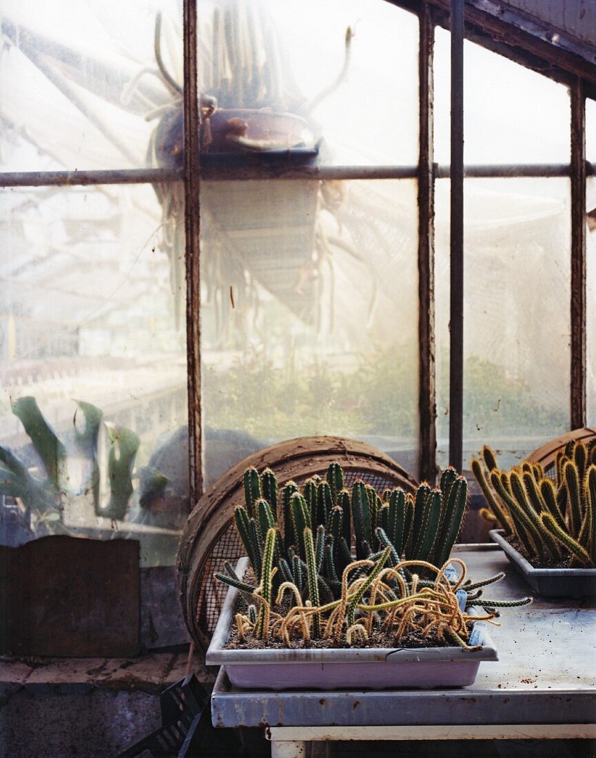 Cacti in a greenhouse in a garden centre