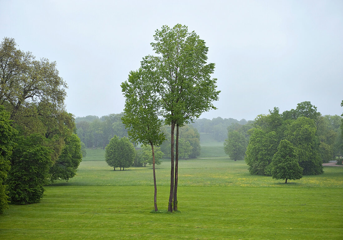 View of trees and meadow at Bad Muskau Muskauer park, Saxony, Germany