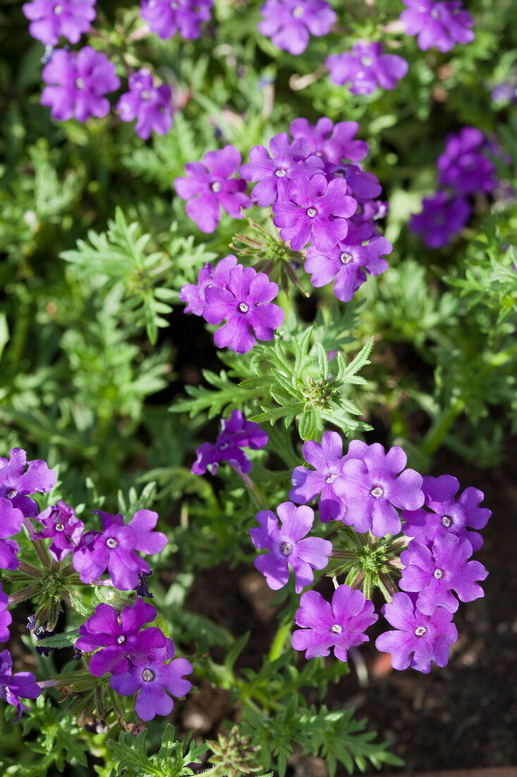Close-up of verbena purple flower