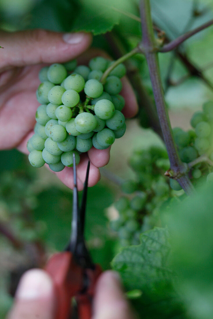 Trauben werden halbiert, Wein, Weint rauben