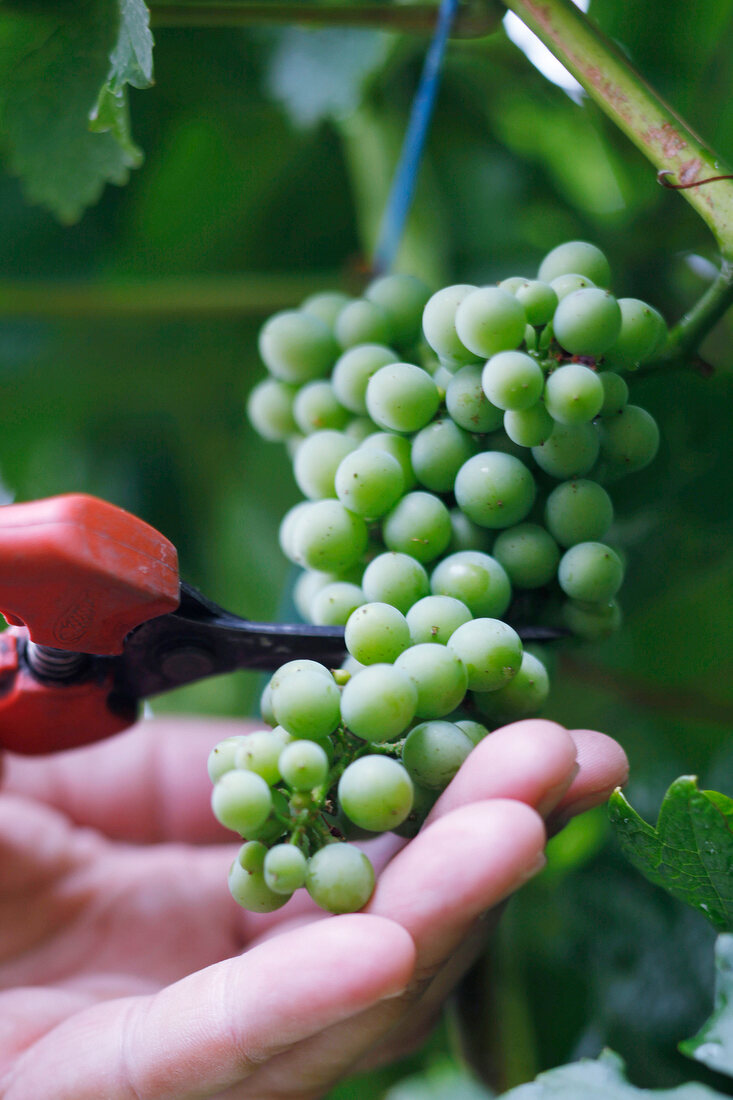 Trauben werden halbiert, Wein, Weint rauben