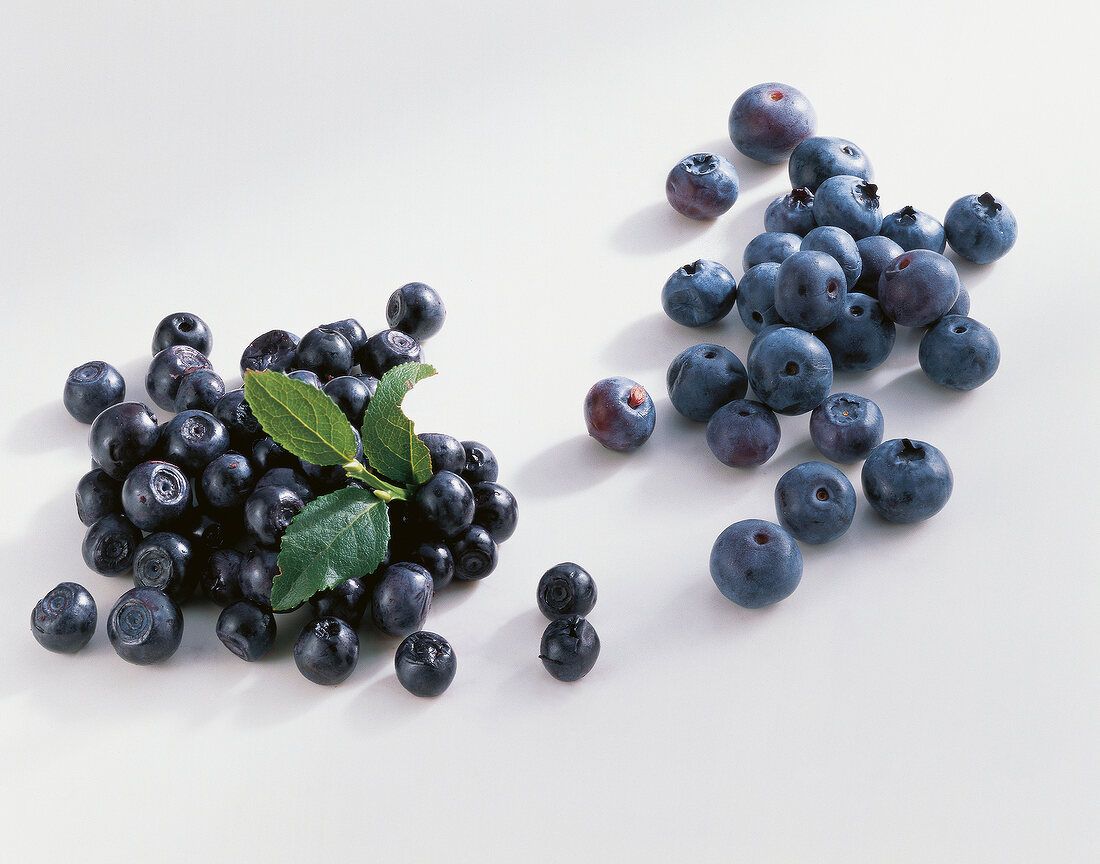 Forest blueberry and blackberry on white background