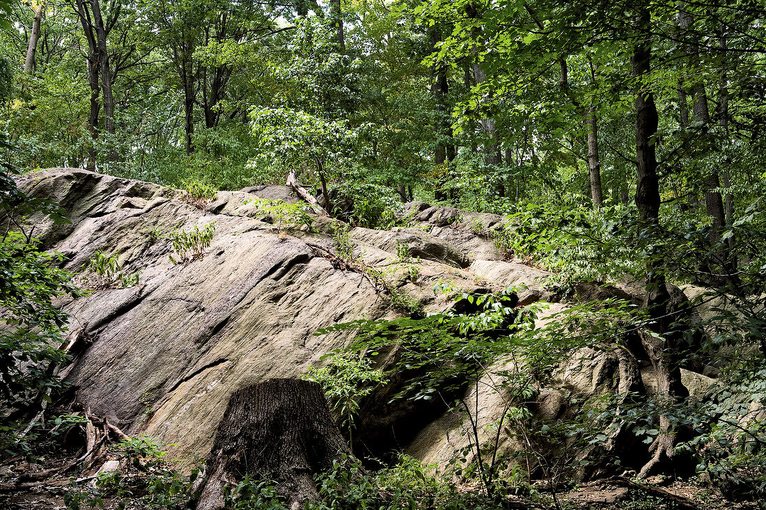 View of rocks and forest in Inwood Hill Park, New York, USA