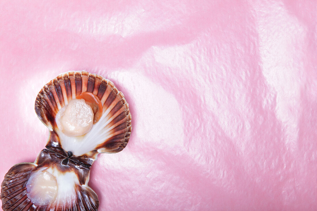Scallop with shell open on pink background