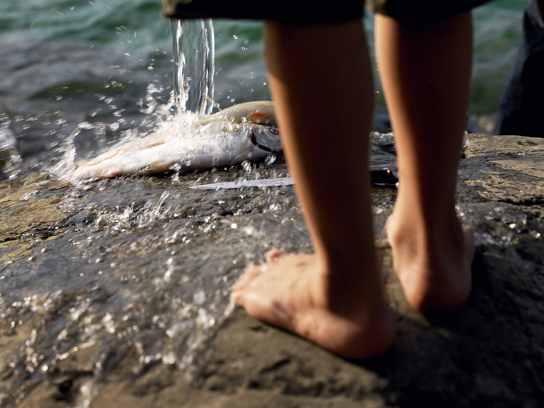 Fish being washed on rock