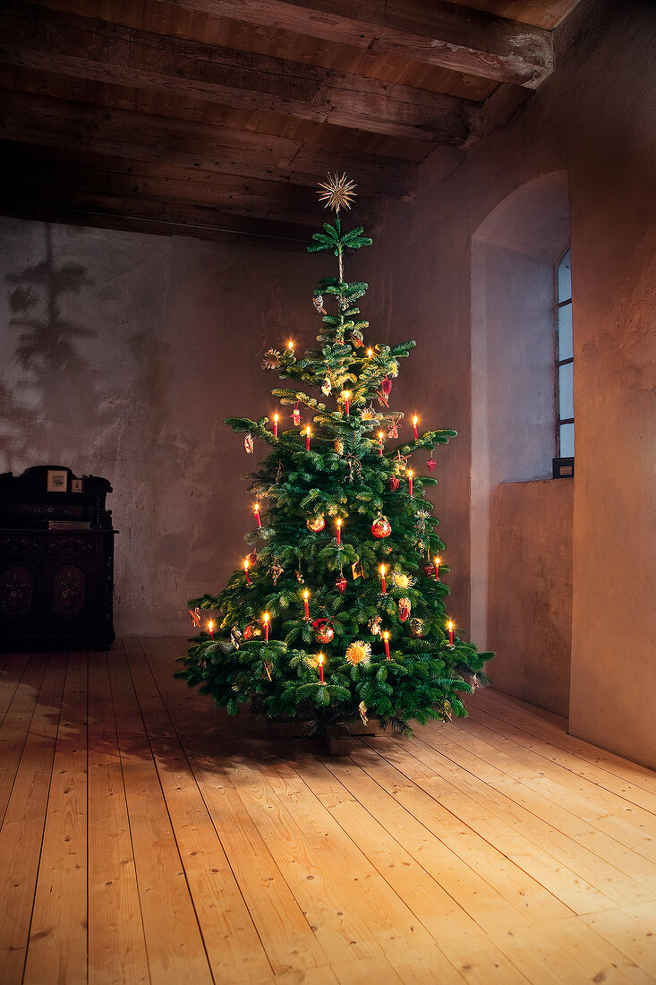 Weihnachtsbaum 