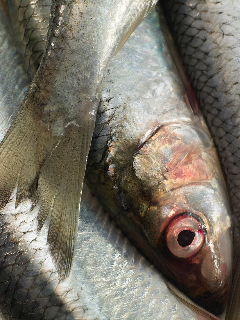 Close-up of fresh sardines