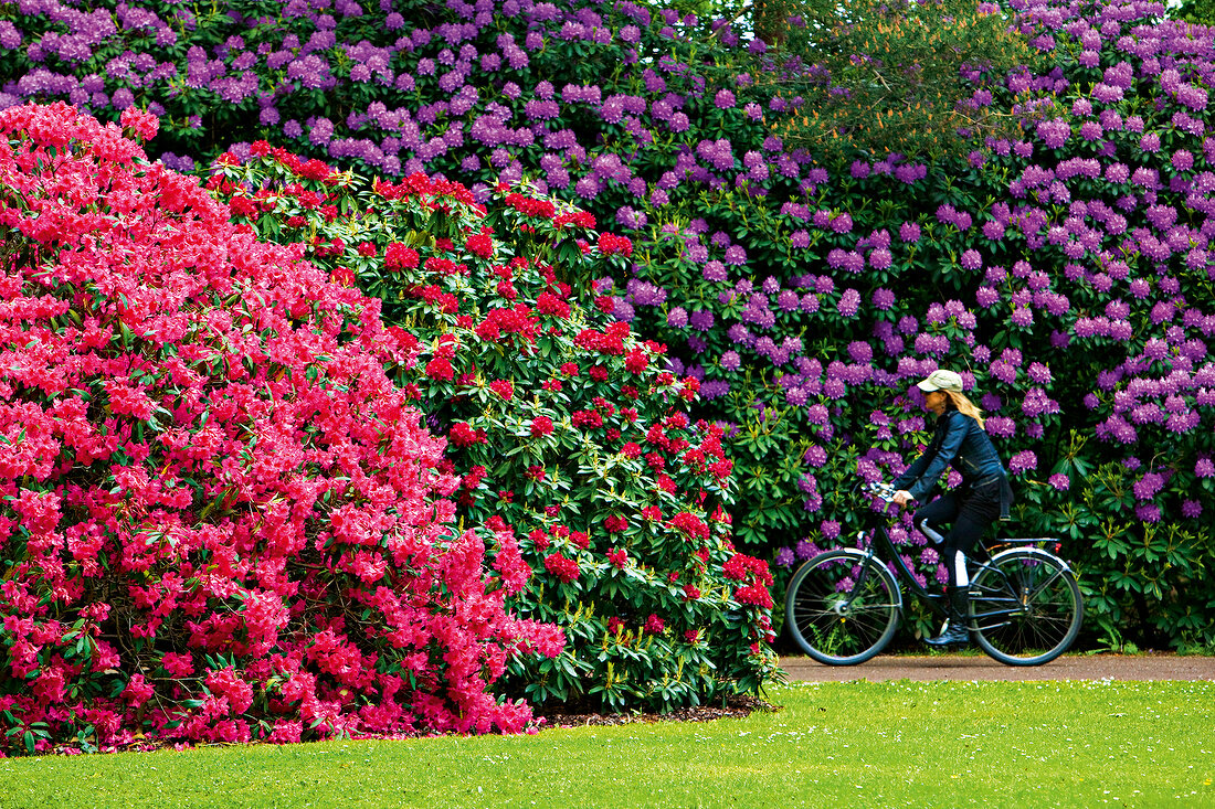 Bremen: Rhododendronpark, Blüten, Radfahrerin