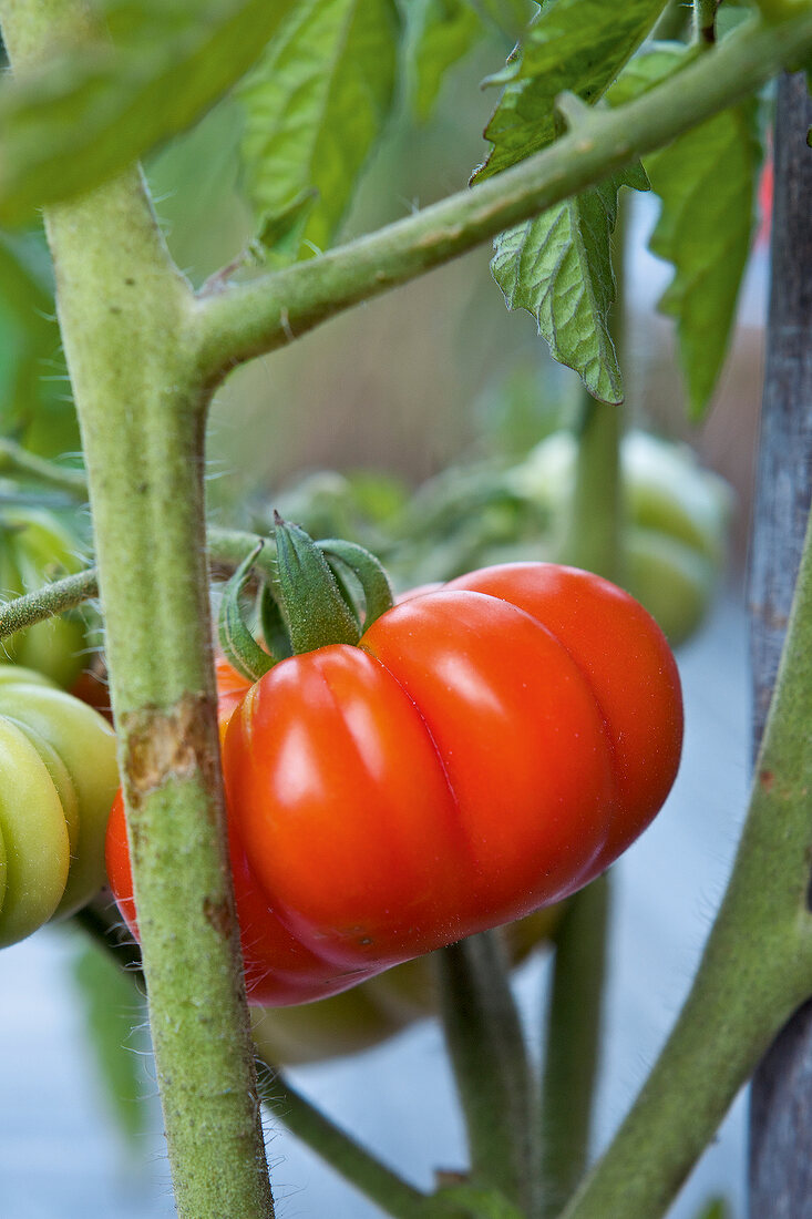 Ripe tomato hanging on tomato bush