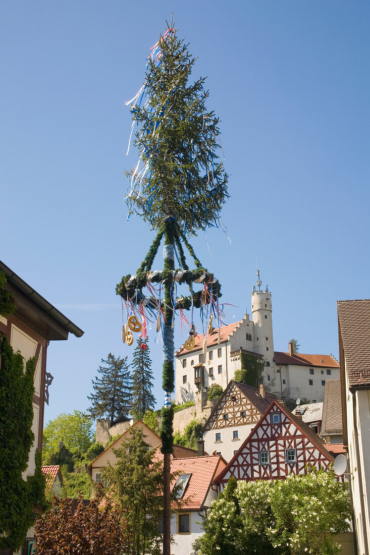 Christmas tree in Nature Park, Franconian Switzerland, Bavaria, Germany