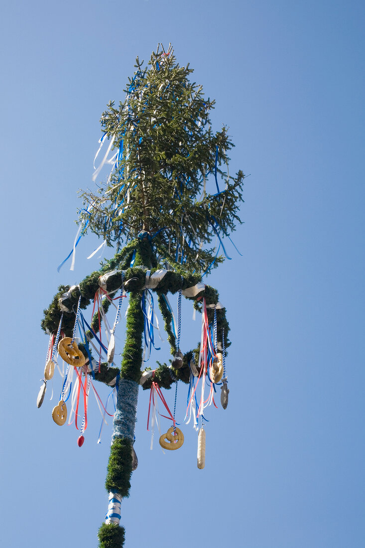 Maypole erected in nature park in Bavaria, Franconia, Switzerland