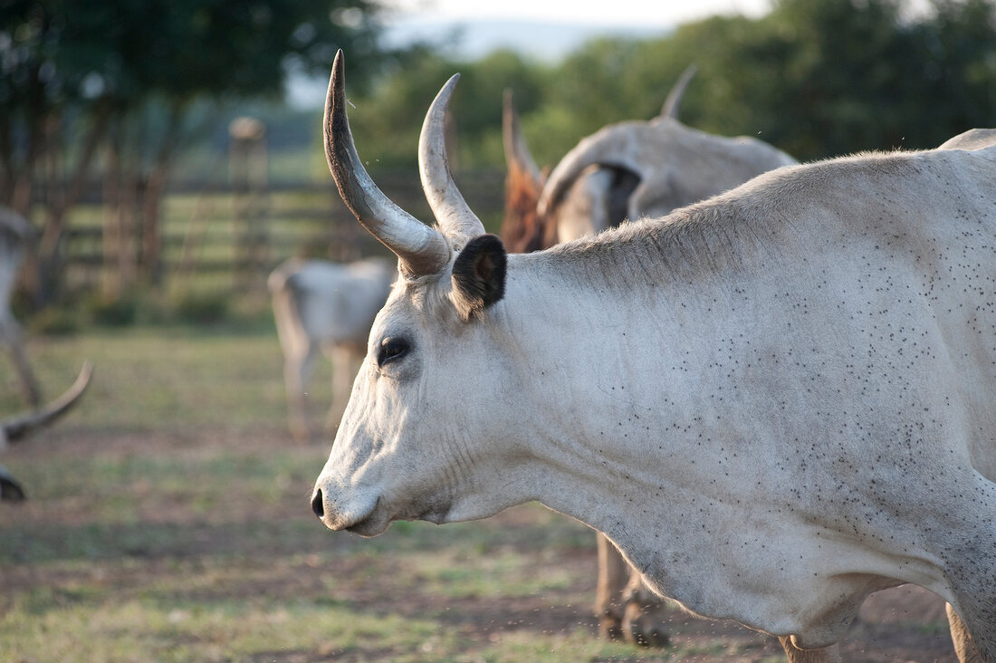 Italien, Toskana, Maremma, Rinder- herde und Hirten