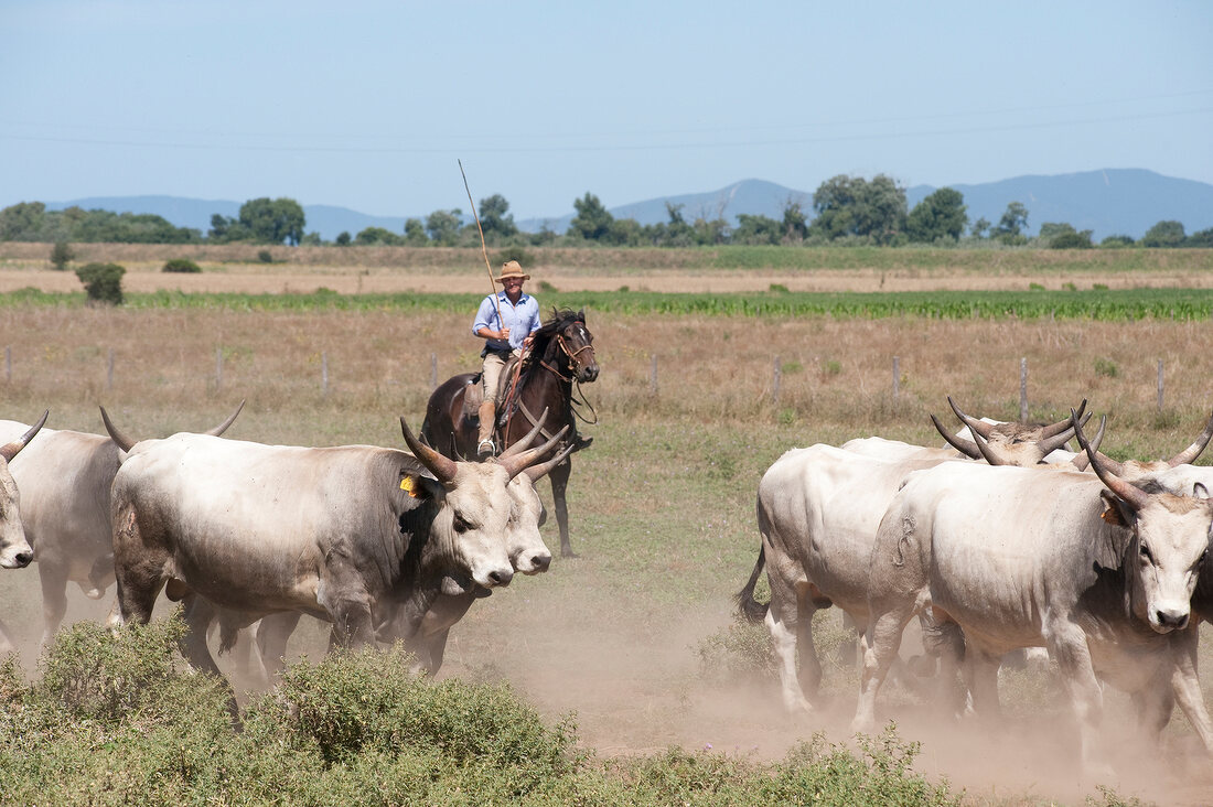 Herd of cattles with herder in meadow, Maremma, Tuscany, Italy