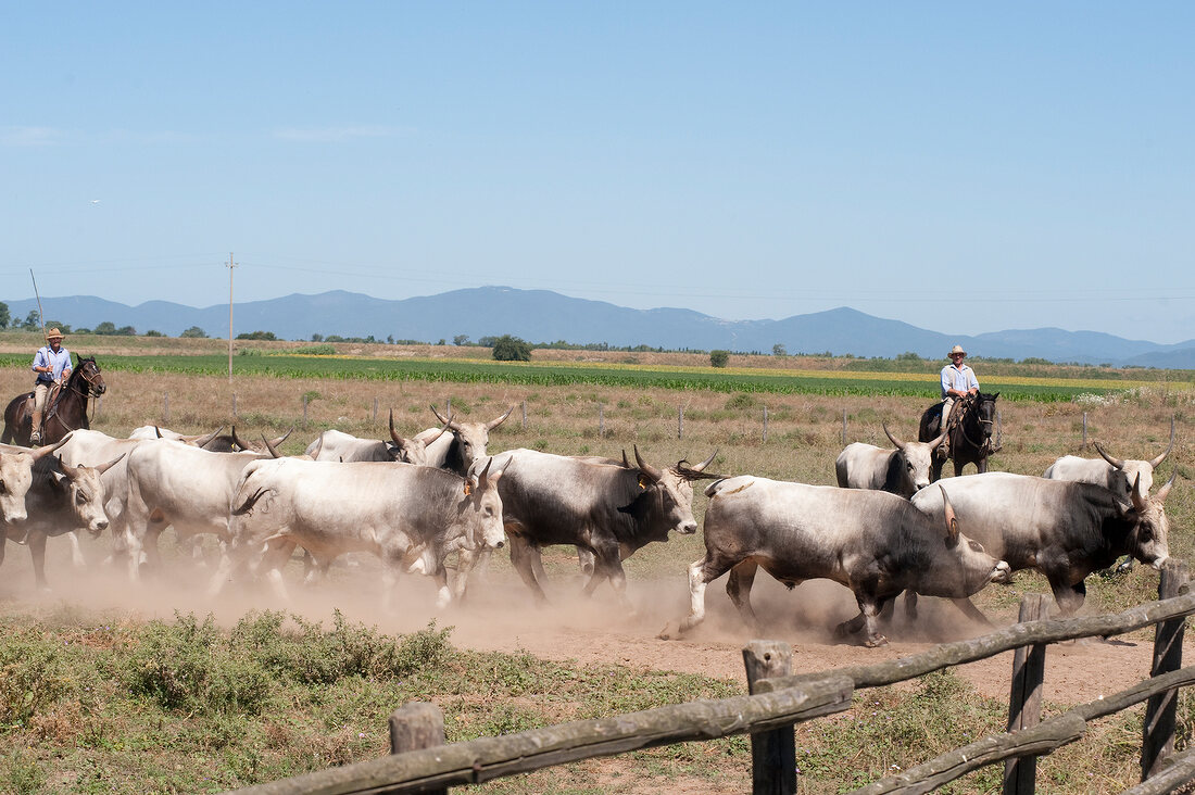 Herd of cattles with herder in meadow, Maremma, Tuscany, Italy