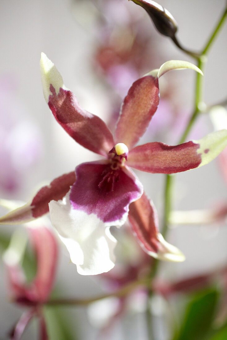 Close-up of beallara euro star flower