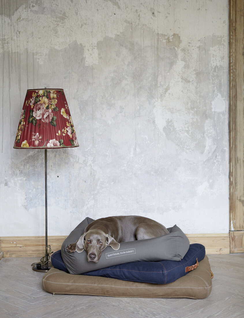 Weimaraner dog sleeping on cushions made of organic cotton with floor lamp on side