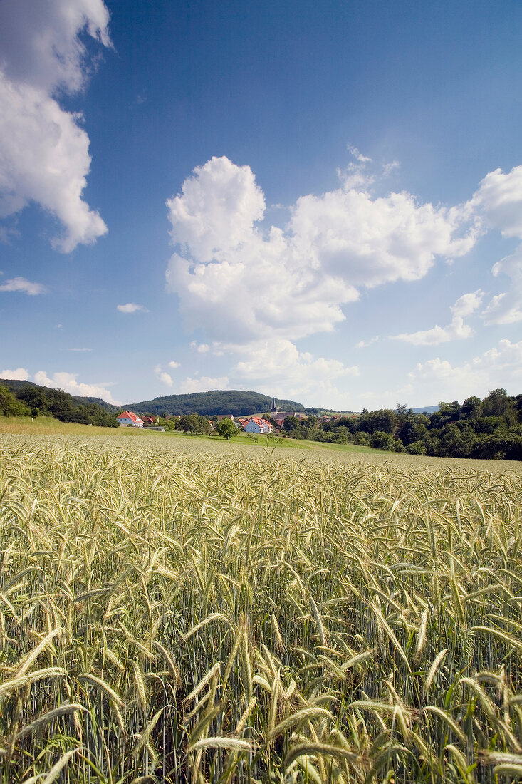 Bayern, Franken, Fränkische Schweiz, Reise, Kornfeld