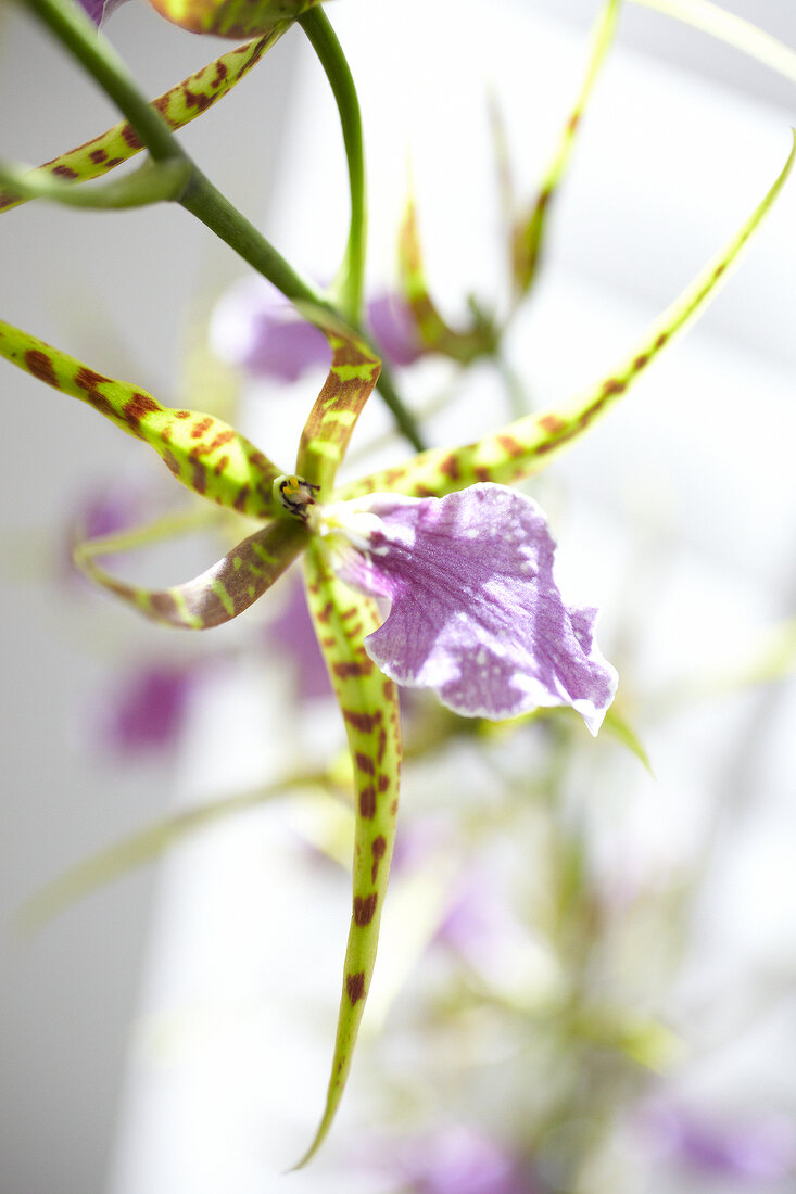 Close-up of odontobrassia billabong celleorchid orchid