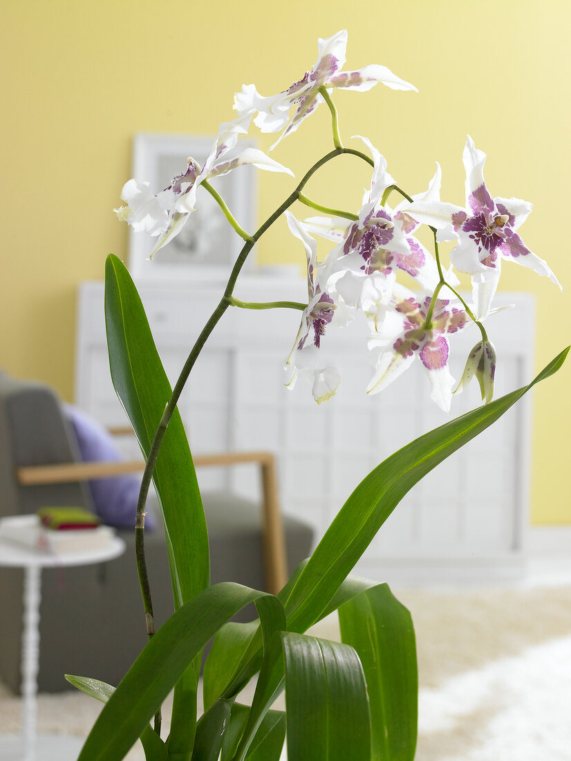 Close-up of orchid in backlight