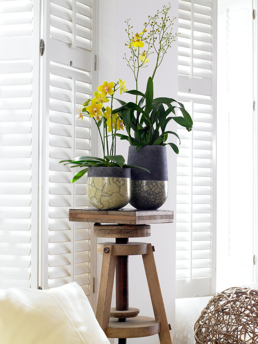 Two different types of orchid in flower pot on swivel stool