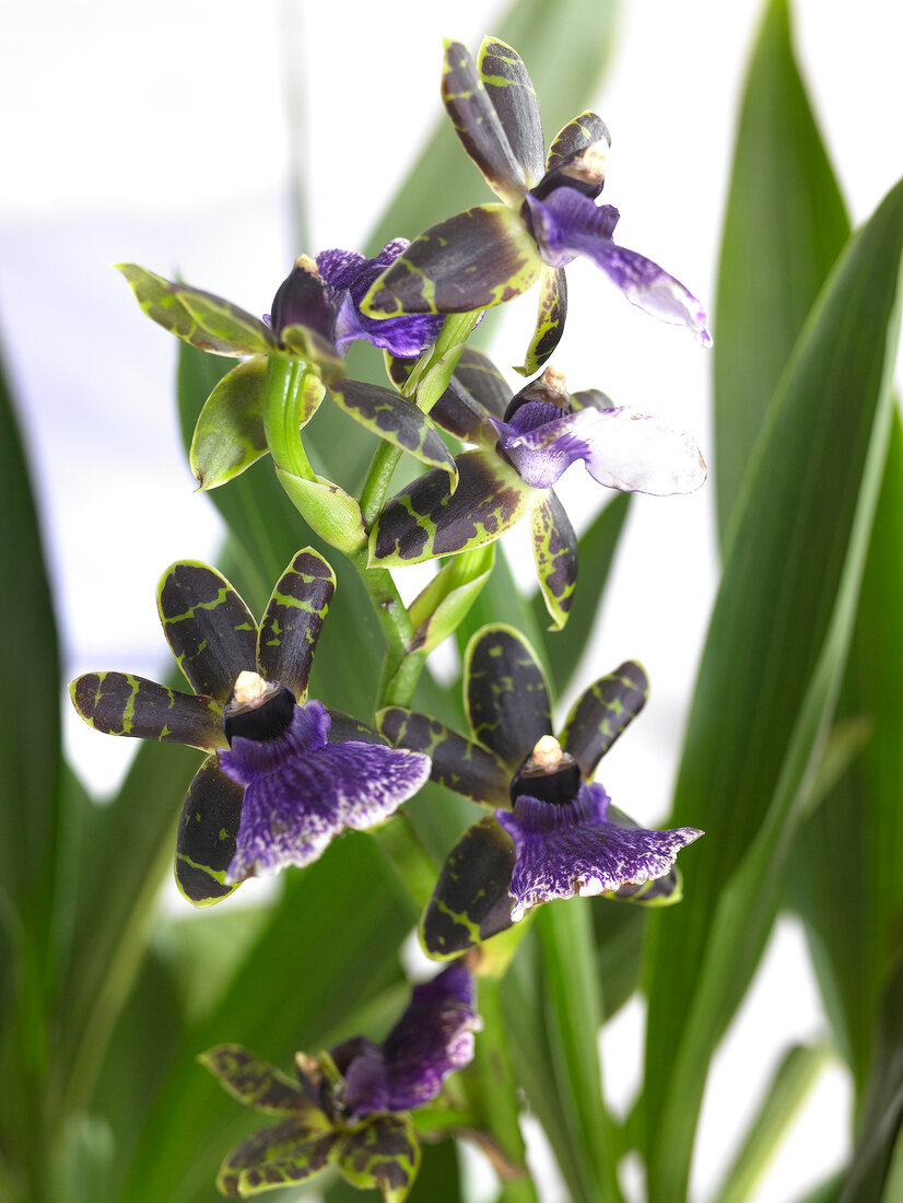 Close-up of orchid zygopetalumk barbel hohn