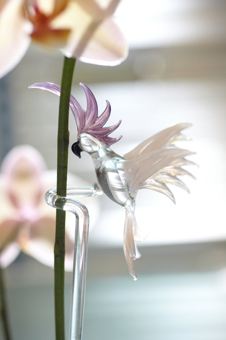 Close-up of glass transparent kakadu bird with orchid rod in background