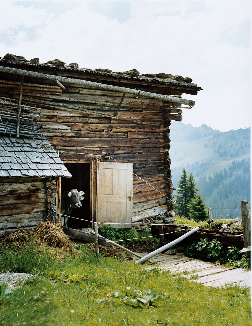 Zwei Kälber auf einer Alm in Tirol Zillertal in Österreich, im Stall