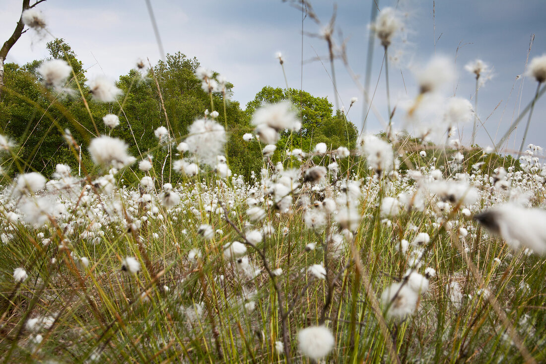 Close-up of cotton grass bloom in Teufelsmoor, Bremen, Germany