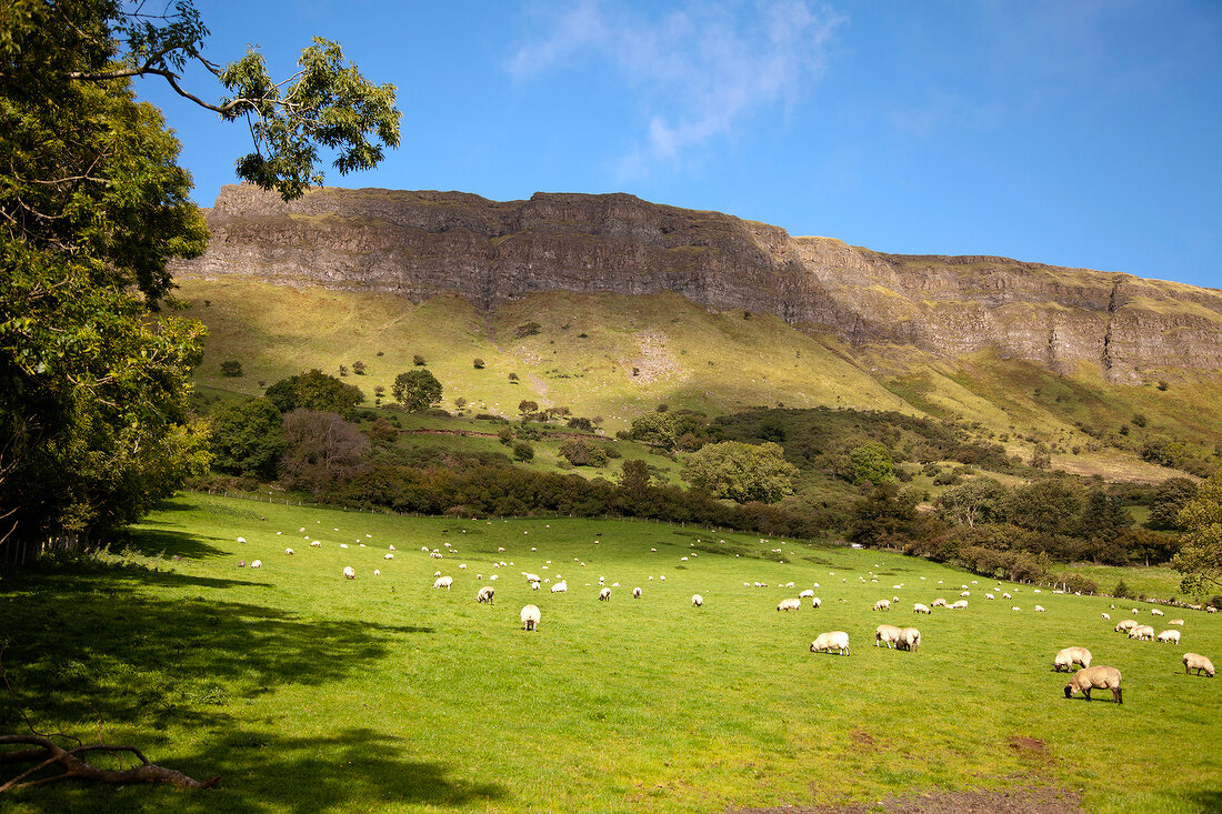 Irland: Berge, Weide grün, Schafe. X 