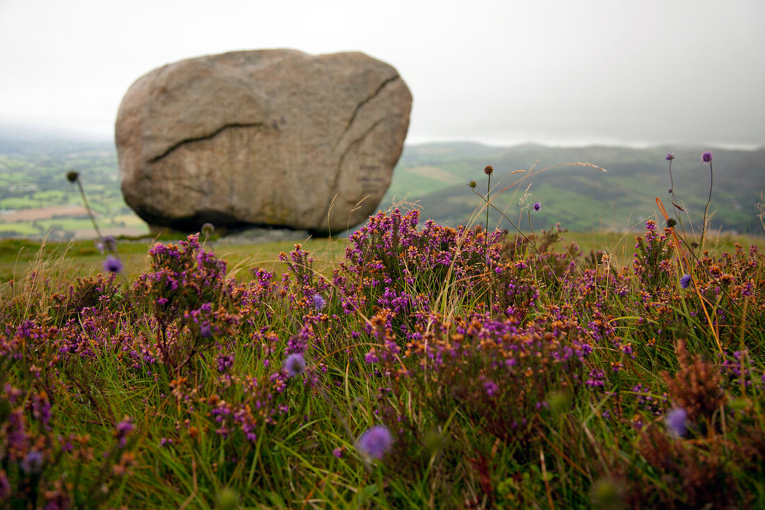 Close-up of grass in front of big rock in County Down, Ireland